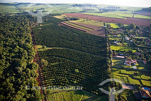  Orange plantation, Ribeirao Preto city, Sao Paulo State, Brazil. 