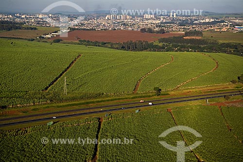  Sugarcane plantation near Ribeirao Preto, Brazil. 