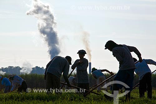  Subject: Sao Francisco ethanol and sugar plant. Workers weed new sugarcane plantation. / Place: Sertaozinho city,  in the Ribeirao Preto region, the world greatest productive pole of ethanol and sugar. Sao Paulo State, Brazil / Date: May 2008. 