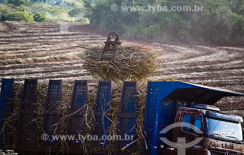  Machinery gathers sugarcane and loads truck for transporting to the mill for ethanol and sugar production.  Brazil. 