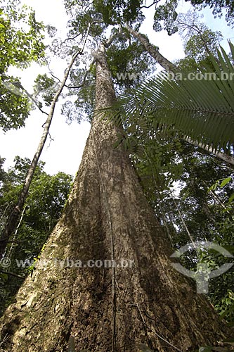  Suject: Squamous Manioc tree (Mandioca tree) / Place: Almerim City - Para State - Brazil / Date: 06/14/2006 