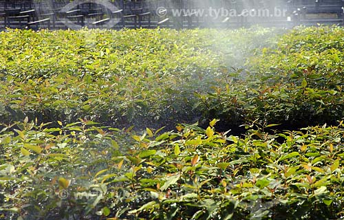  Subject: Eucalyptus arboretum / Place: Almerim City - Para State - Brazil / Date: 06/16/2006 