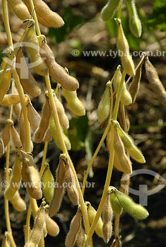  Subject: Sybean transgenic - String beans detail / Place: Sorriso City - Mato Grosso State - Brazil / Date: 08/08/2006 
