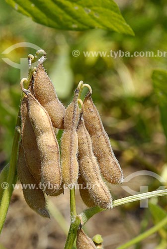 Subject: Sybean transgenic - String beans detail / Place: Sorriso City - Mato Grosso State - Brazil / Date: 08/08/2006 