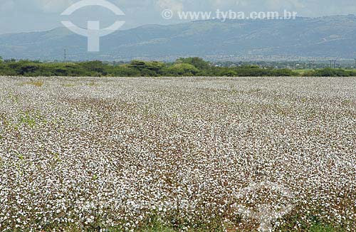  Subjcet: Planting of transgenic cotton on South Africa / Place: Jozini Municipal District - Umkhanyakude District - Kwazulu Natal Province - South Africa / Date: 03/13/2007 
