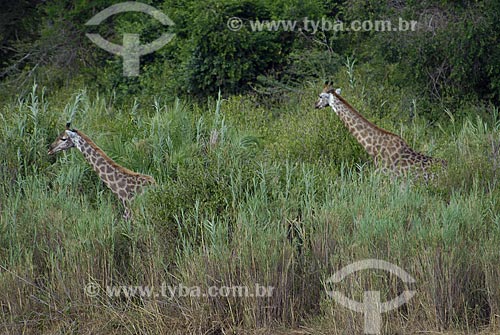  Subjcet: Giraffe at Hluhluwe Imfolozi Park / Place: Hluhluwe Park - Kwazulu Nata Province - South Africa / Date: 03/14/2007 