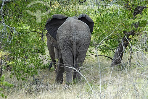  Subjcet: Elephant at Hluhluwe Imfozoli Park / Place: Hluhluwe Park - Kwazulu Nata Province - South Africa / Date: 03/14/2007 