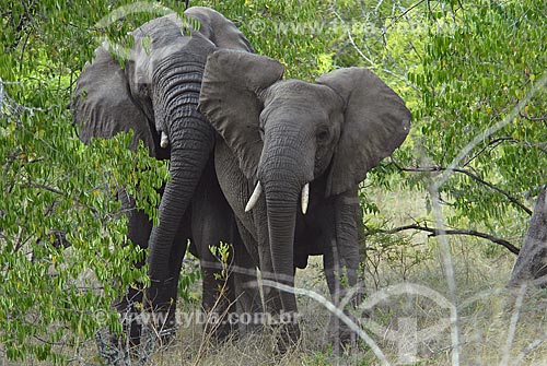  Subjcet: Elephant at Hluhluwe Imfozoli Park / Place: Hluhluwe Park - Kwazulu Nata Province - South Africa / Date: 03/14/2007 