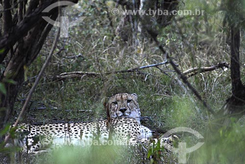  Subjcet: Cheetah at Parque Hluhluwe Imfolozi Park / Place: Hluhluwe Park - Kwazulu Nata Province - South Africa / Date: 03/14/2007 