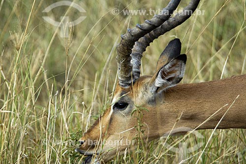  Subjcet: Male Antelope at Hluhluwe Imfoloz Park / Place: Hluhluwe Park - Kwazulu Nata Province - South Africa / Date: 03/14/2007 