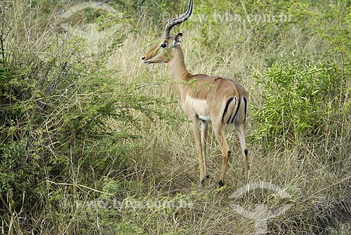  Subjcet: Male Antelope at Hluhluwe Imfoloz Park / Place: Hluhluwe Park - Kwazulu Nata Province - South Africa / Date: 03/14/2007 