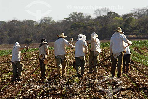  Subject: Rural workers doing weeding with hoe / Place: Cachoeira Dourada City - Minas Gerais State - Brazil / Date: 09/10/2007 