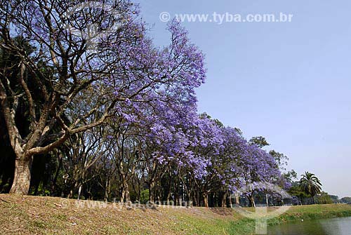  Subject: Ibirapuera Park - Blue Jacaranda (Jacaranda Mimosaefolia) in spring / Place: Sao Paulo city - Sao Paulo State - Brazil / Date: 10/04/2007 