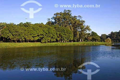  Subject: Ibirapuera Park - Blue Jacaranda (Jacaranda Mimosaefolia) in autumn / Place: Sao Paulo city - Sao Paulo State - Brazil / Date: 06/10/2007 