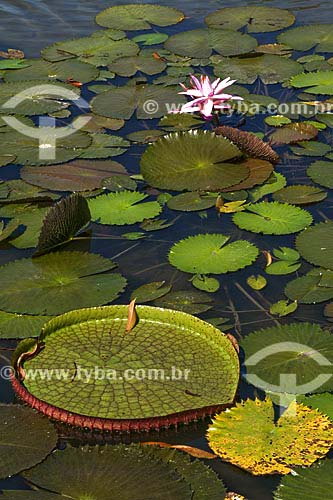  Subject: Victoria regia (Victoria amazonica) - also known as Amazon Water Lily or Giant Water Lily / Place: Amazon forest - Para State - Brazil / Date: 07/17/2008 