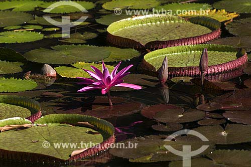  Subject: Victoria regia (Victoria amazonica) - also known as Amazon Water Lily or Giant Water Lily / Place: Amazon forest - Para State - Brazil / Date: 07/17/2008 