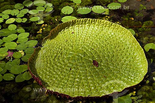  Subject: Giant water Lily (Victoria amazonica / Place: Amazon Forest (PA) / Date: 07/25/2008 