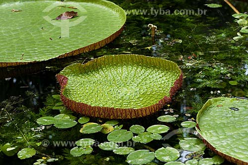  Subject: Giant water Lily (Victoria amazonica / Place: Amazon Forest (PA) / Date: 07/25/2008 