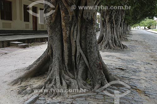  Subject: Alameda -  Public promenade bordered with trees in Vassouras / Place: municipal district of Vassouras - Rio de Janeiro state - Brazil / Date:04/28/2007 