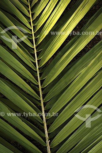  Subject: Oil palm (Elaeis Guineensis) Leaf / Place:  - Bahia state - Brazil / Date: 07/17/2008 