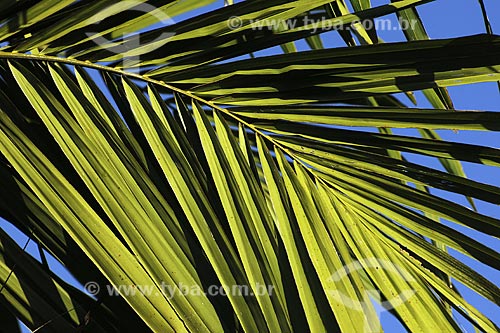  Subject: Oil palm Leaf / Place:  - Bahia state - Brazil / Date: 07/17/2008 