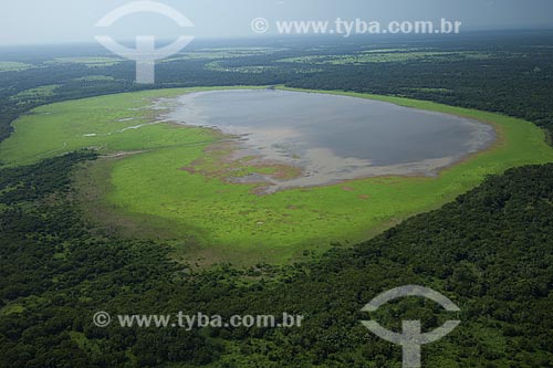  Subject: Flooded forest of the right bank of the Amazon River in the dry season, between Manaus and Itacoatiara cities / Place: Amazonas state - Brazil / Date: 10/29/2007 