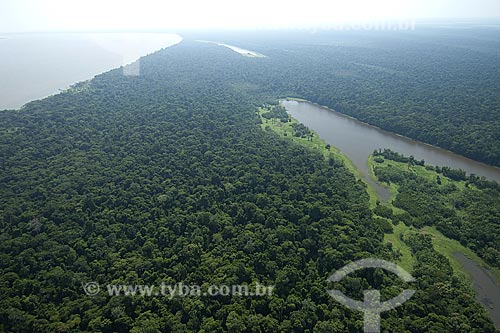 Subject: Flooded forest of the right bank of the Amazon River in the dry season, between Manaus and Itacoatiara cities / Place: Amazonas state - Brazil / Date: 10/29/2007 