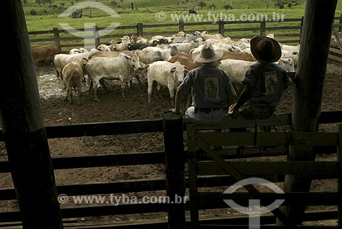  Subject: Cattle-raising /  Place: Para State - Brazil / Date: 2004 