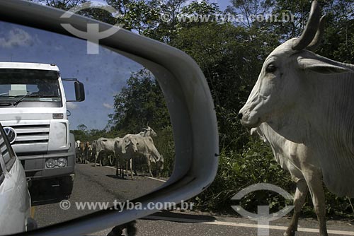  Subject: Cattle-raising /  Place: Para State - Brazil / Date: 2004 