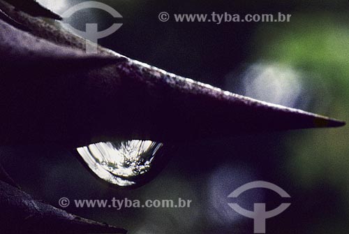  Subject: Drop of Water in trunk of tree - Botanical Garden /  Place: Rio de Janeiro City - Rio de Janeiro State - Brazil /  Date: 1994 