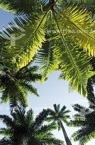  Subject: Palm Trees - Botanical Garden /  Place: Rio de Janeiro City - Rio de Janeiro State - Brazil /  Date: 1994 