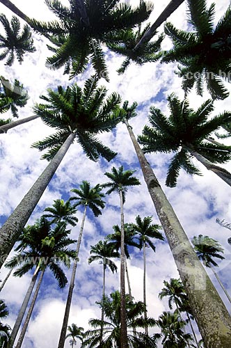  Subject: Palm Trees - Botanical Garden /  Place: Rio de Janeiro City - Rio de Janeiro State - Brazil /  Date: 1994 
