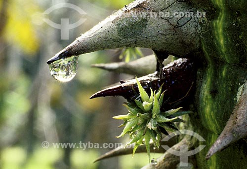  Subject: Drop of Water in trunk of tree - Botanical Garden /  Place: Rio de Janeiro City - Rio de Janeiro State - Brazil /  Date: 1994 