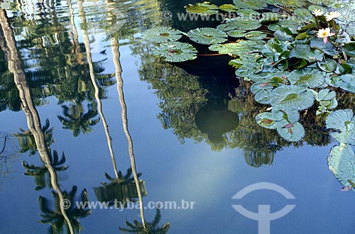  Subject: Detail of lake with reflection of palms - Botanical Garden /  Place: Rio de Janeiro City - Rio de Janeiro State - Brazil /  Date: 1994 