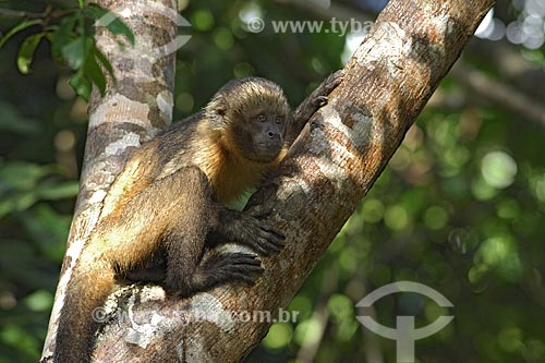  Subject: Golden-bellied Capuchin (Cebus xanthosternos) also knowm Yellow-breasted or Buffy-headed Capuchin - Rare specie / Place: Atlantic Rain Forest - Bahia State - Brazil / Date: May 2007 