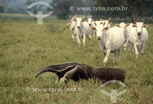  Subject: (Myrmecophaga tridactyla) Giant Anteater - endangered specie / Place: Pantanal National Park - Mato Grosso do Sul state - Brazil / Date: May 2008 