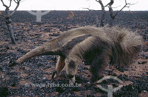  Subject: (Myrmecophaga tridactyla) Giant Anteater - endangered specie - Cerrado Region burned / Place: Emas National Park - Goias State - Brazil / Date: August 2002 
