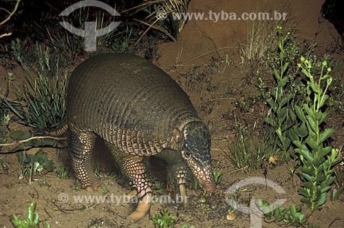 Subject: Giant Armadillo (Priodontes maximus) - endangered specie / Place: Emas National Park - Goias State - Brazil / Date: November 2003 
