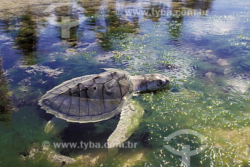  Subject: (Lepidochelys olivacea) Olive-ridley-sea-turtle / Place: North of Bahia State - Brazil / Date: December 2005 