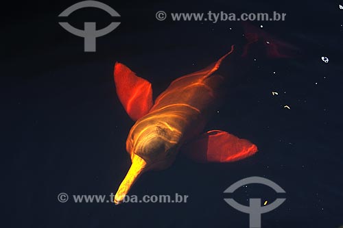  Subject: Amazon River Pink-Dolphin (Inia geoffrensis) / Place: Rio Negro - Amazonas state - Brazil / Date: July 2007 