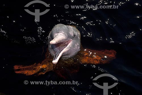  Subject: Amazon River Pink-Dolphin (Inia geoffrensis) / Place: Rio Negro - Amazonas state - Brazil / Date: July 2007 