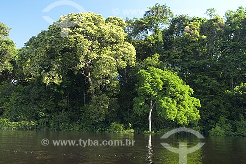  Subject: Igapo forest during flood season in Anavilhanas Ecological Station archipelago (ESEC Anavilhanas) / Place: Rio Negro - Amazonas - Brazil / Date: July 2007 