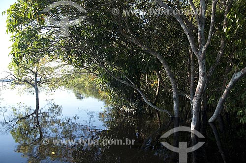  Subject: Igapo forest during flood season in Anavilhanas Ecological Station archipelago (ESEC Anavilhanas) / Place: Rio Negro - Amazonas - Brazil / Date: July 2007 