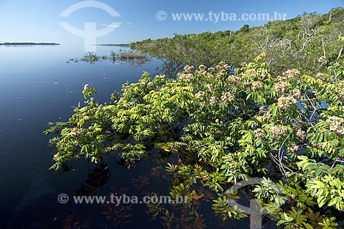  Subject: Igapo forest during flood season in Anavilhanas Ecological Station archipelago (ESEC Anavilhanas) / Place: Rio Negro - Amazonas - Brazil / Date: July 2007 