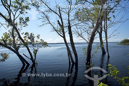  Subject: Igapo forest during flood season in Anavilhanas Ecological Station archipelago (ESEC Anavilhanas) / Place: Rio Negro - Amazonas - Brazil / Date: July 2007 