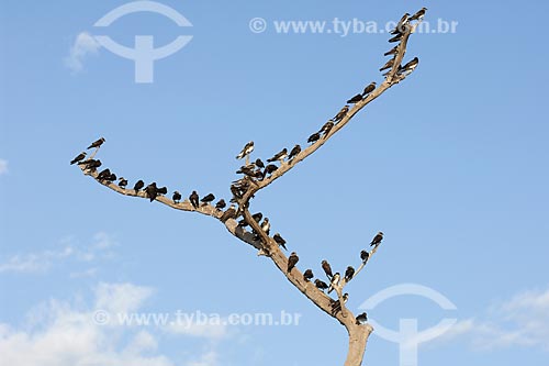  Subject: White-winged Swallows (Phaeprogne tapera) in Anavilhanas Ecological Station archipelago (ESEC Anavilhanas) / Place: Rio Negro - Amazonas state - Brazil / Date: July 2007 