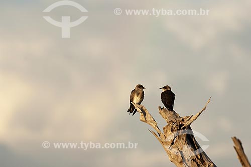  Subject: White-winged Swallows (Phaeprogne tapera) in Anavilhanas Ecological Station archipelago (ESEC Anavilhanas) / Place: Rio Negro - Amazonas state - Brazil / Date: July 2007 