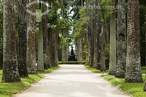  Subject: Imperial Palm with fountain in the background - Botanical Garden / Place: Rio de Janeiro City - Rio de Janeiro State - Brazil / Date: December 2008 