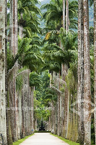  Subject: Imperial Palm with fountain in the background - Botanical Garden / Place: Rio de Janeiro City - Rio de Janeiro State - Brazil / Date: December 2008 