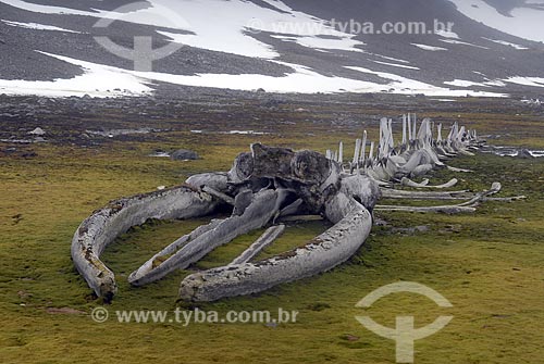  Subject: Young whale bones mounted by Jacques Custeau, next to Comandante Ferraz Brazilian Antarctic Base / Place: Antarctic Peninsula / Date: 11/2008 
